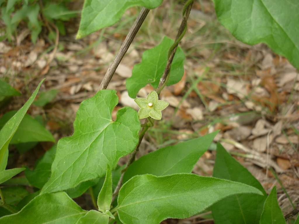 Pearl milkweed vine. Matelea reticulata