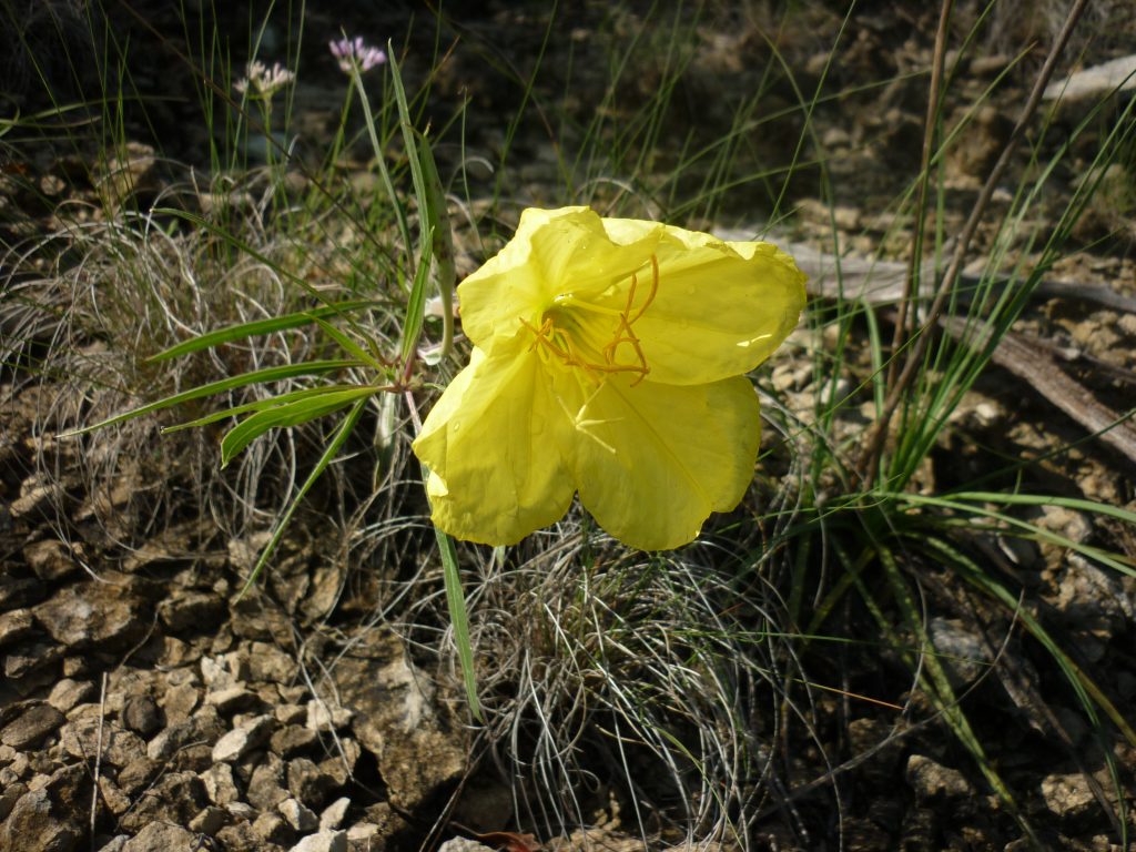 Missouri primrose.Oenothera missouriensis