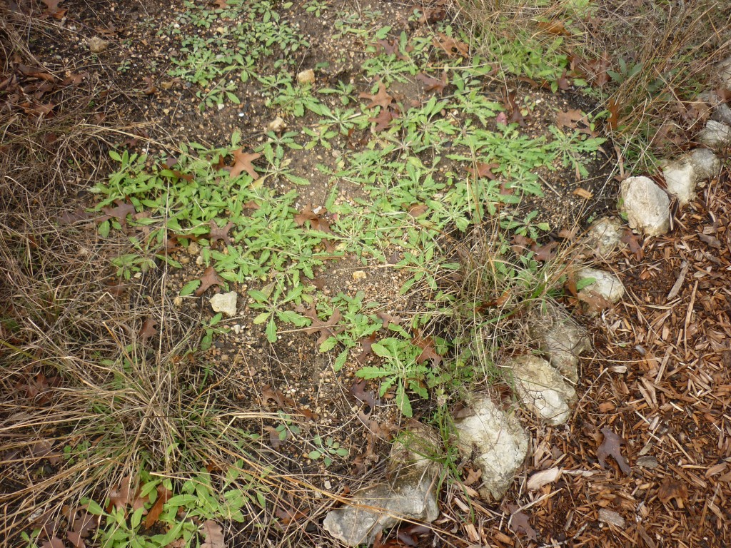 Seedlings sprouting along a trail