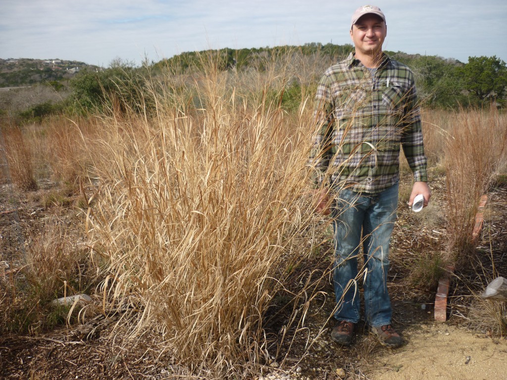 Switchgrass almost as tall as Jason