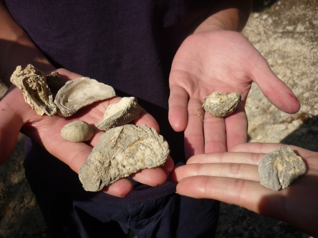 cretacious era fossils underfoot