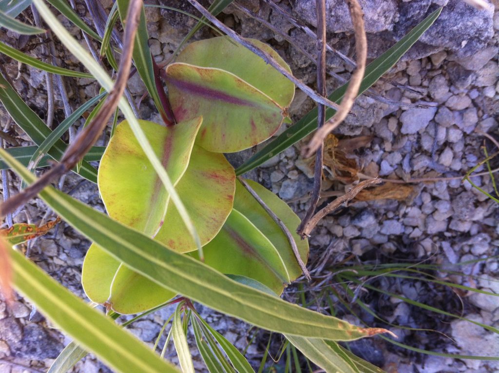 Missouri Primrose seedpods